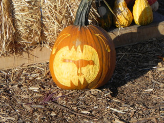 Tasty Bird, Nipomo Pumpkin Patch best carving idea